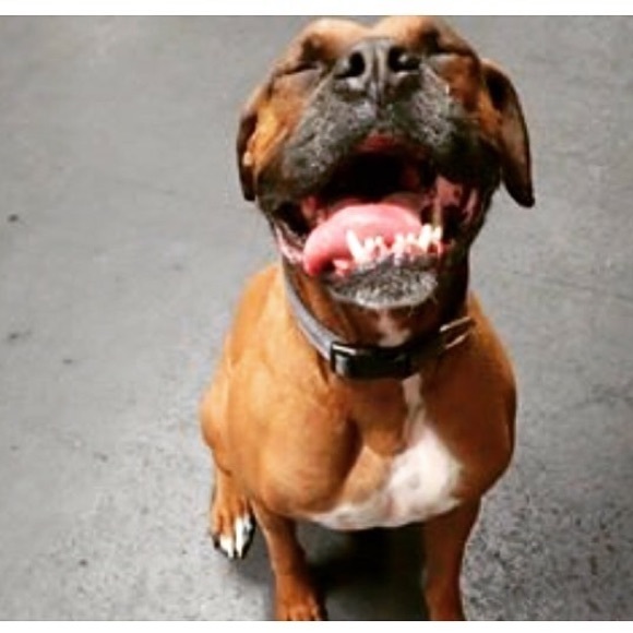 Meet your Posher’s pupper, RAJI!!! - Picture 6 of 7